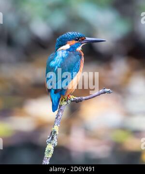 Jungtier Eisvogel, der gute Aussichten im Park bietet Stockfoto