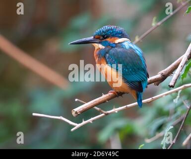 Jungtier Eisvogel, der gute Aussichten im Park bietet Stockfoto