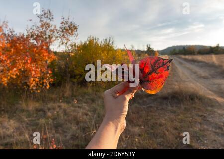 Rote Herbstblätter in der Hand eines jungen Mädchens auf einem verschwommenen Hintergrund. Warme stimmungsvolle Herbstlandschaft. Romantische Stimmung und Freude des Goldenen Herbstes. T Stockfoto