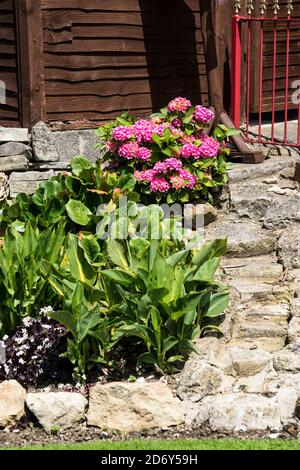 Pink Hydrangea säumen einen rustikalen Steinweg vor einem Gebäude in Glastonbury, England. Hortensia macrophylla, Bigleaf. Stockfoto