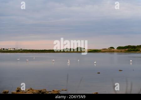 Rosa Flamingos bleiben im Süßwasser eines Naturreservats am bewölkten Tag auf Salina dei Monaci, Torre Colimena Stockfoto