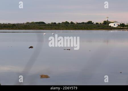 Rosa Flamingos bleiben im Süßwasser eines Naturreservats am bewölkten Tag auf Salina dei Monaci, Torre Colimena Stockfoto