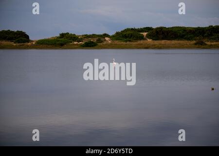 Rosa Flamingos bleiben im Süßwasser eines Naturreservats am bewölkten Tag auf Salina dei Monaci, Torre Colimena Stockfoto