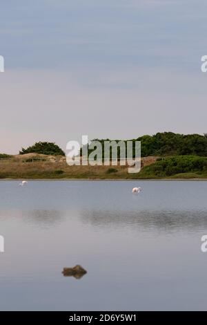 Rosa Flamingos bleiben im Süßwasser eines Naturreservats am bewölkten Tag auf Salina dei Monaci, Torre Colimena Stockfoto