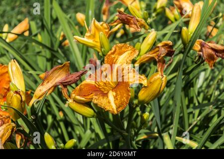 Verwelkte rote Taglilien (Hemerocallis) auf einem Hintergrund von grünem Gras. Nahaufnahme . Botanischer Garten mitten im Sommer. Stockfoto