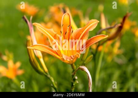 Rote Taglilien (Hemerocallis) auf grünem Hintergrund. Nahaufnahme . Botanischer Garten mitten im Sommer. Stockfoto