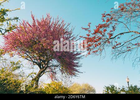 Ein cercis siliquastrum Baum blühte an einem sonnigen Tag Stockfoto