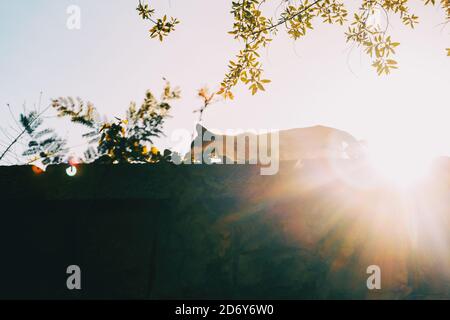 Eine streunende Katze auf einer Wand silhouetted gegen Eine blendende Sonne Stockfoto