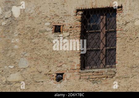 Tauben auf einer alten Betonwand Stockfoto