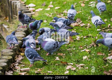 Eine Herde von Feral Tauben Coulmba livia domestica Fütterung in einem Park. Stockfoto