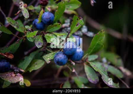 Reifende blaue Schlehe Frucht des Schwarzdorns Stockfoto