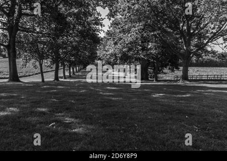 Avenue of English Oat Trees, Shobdon Herefordshire Großbritannien. Juli 2020 Stockfoto