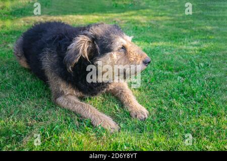 Älterer Hund liegt auf grünem Gras im Sonnenlicht. Alter Hund ruht auf Rasen. Mongrel shaggy Hund entspannen auf der Wiese. Stockfoto