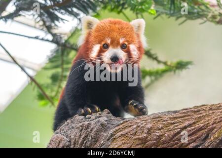 Roter Pandabär klettert Baum Stockfoto