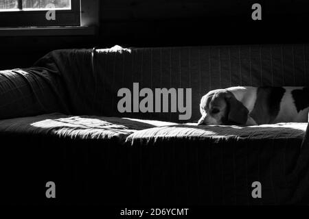 Schwarz-Weiß-Foto von Beagle, der sich auf dem Sofa niederlegt und sich in der Sonne sonnt. Stockfoto