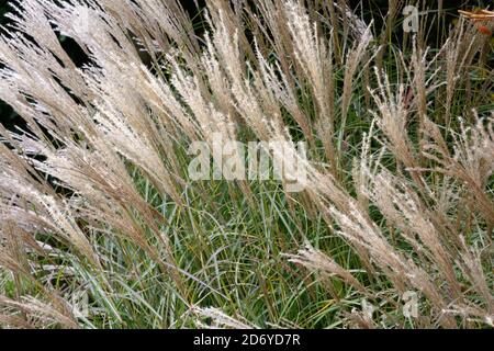 Miscanthus sinensis Yakushima Zwerg chinesisches Silbergras kompakt Laub ornamental Gras Stockfoto