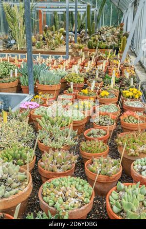 Frankreich, Loire Atlantique, Nantes, Jardin des Plantes de Nantes, Gewächshaus saftiger Pflanzen // Frankreich, Loire-Atlantique (44), Nantes, jardin des pl Stockfoto