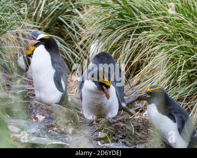 Makkaroni-Pinguin (Eudytes chrysolophus), in Kolonie stehend in typisch dichtem Tussock Gras. Antarktis, Subantarctica, Südgeorgien, Oktober Stockfoto