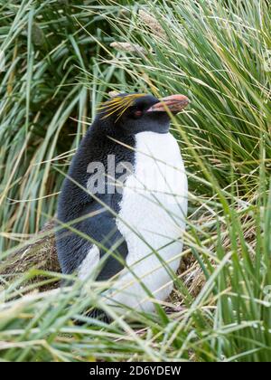Makkaroni-Pinguin (Eudytes chrysolophus), in Kolonie stehend in typisch dichtem Tussock Gras. Antarktis, Subantarctica, Südgeorgien, Oktober Stockfoto
