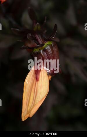 Dahlia (Bischof von Oxford), natürliche Blumenportraits mit dunklem Laub Stockfoto