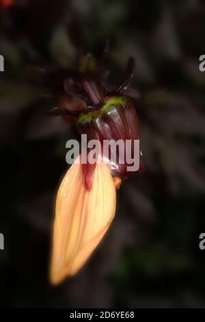 Dahlia (Bischof von Oxford), natürliche Blumenportraits mit dunklem Laub Stockfoto