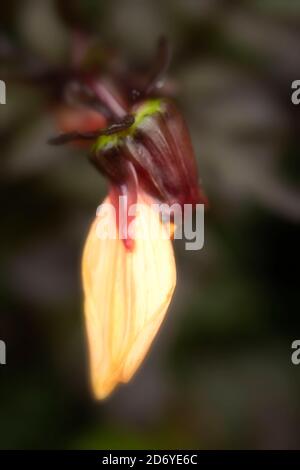 Dahlia (Bischof von Oxford), natürliche Blumenportraits mit dunklem Laub Stockfoto