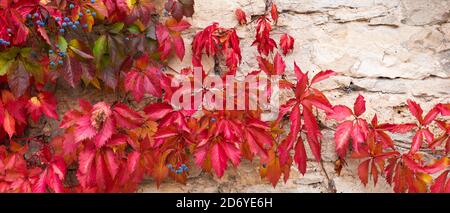 Panorama eines roten virginia Kriechenden auf einer weißen Wand Im Herbst Stockfoto