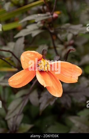 Dahlia (Bischof von Oxford), natürliche Blumenportraits mit dunklem Laub Stockfoto