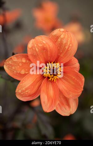 Dahlia (Bischof von Oxford), natürliche Blumenportraits mit dunklem Laub Stockfoto