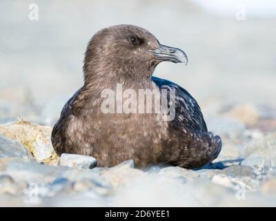 Brown Skua (Stercorarius lonnbergi) auf Südgeorgien. Die Taxonomie ist umstritten. Andere Namen sind: Stercorarius antarcticus lonnbergi, Antarctic Sk Stockfoto