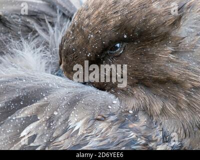 Brauner Skua (Stercorarius lonnbergi) auf Südgeorgien, Gefieder. Die Taxonomie ist umstritten. Andere Namen sind: Stercorarius antarcticus lonnbergi, Ant Stockfoto