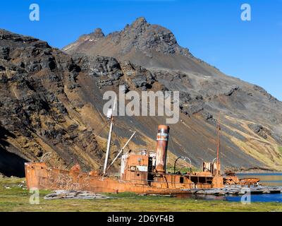 Wrack der Dias in Grytviken. Grytviken Whaling Station in Südgeorgien. Grytviken ist für Besucher geöffnet, aber die meisten Wände und Dächer der Fabrik ha Stockfoto