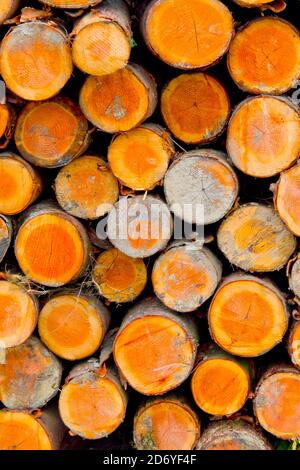 Gefällte Bäume Trunks, Otzarreta Buchenwald, Gorbeia Naturpark, Bizkaia, Baskenland, Spanien, Europa Stockfoto