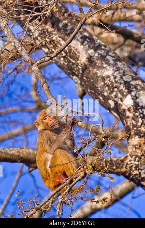 Rhesus Macaque, Macaca Mulatta, Royal Bardia National Park, Bardiya National Park, Nepal, Asien Stockfoto