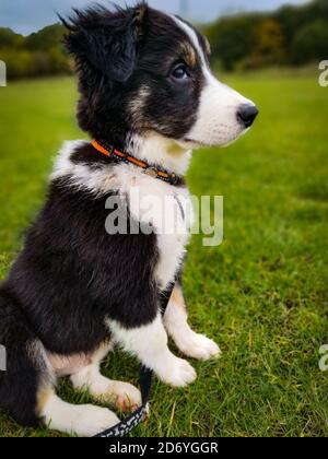 Border-Collie-Welpen Stockfoto