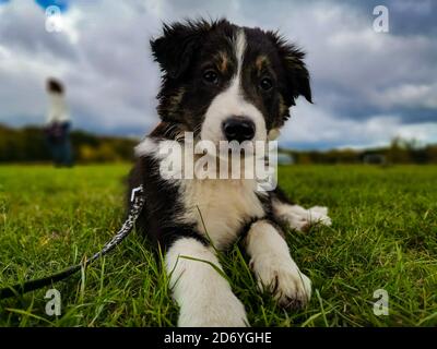 Border Collie Welpe liegt auf grünem Gras Stockfoto