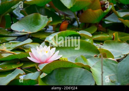 White Lotus Blume und üppigen waterlily Laub auf die Wasseroberfläche im natürlichen See Stockfoto