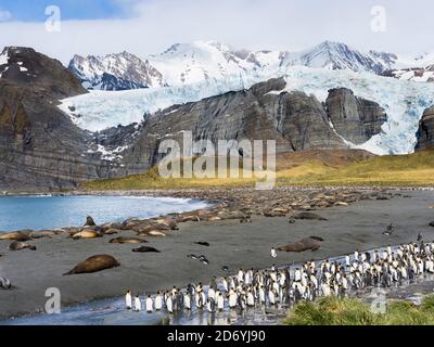 Südliche Elefantenrobbe (Mirounga leonina), Strand mit riesiger Kolonie am Gold Harbour. Antarktis, Subantarctica, Südgeorgien, Oktober Stockfoto