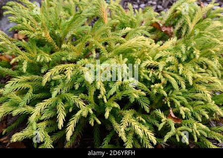 Cryptomeria Japonica globosa Nana Japanische Zeder Lobbi Nana immergrüner Zwerg Nadelbaum Stockfoto