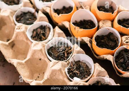 Starten Samen in Eierschalen für Frühjahr einpflanzen. Stockfoto