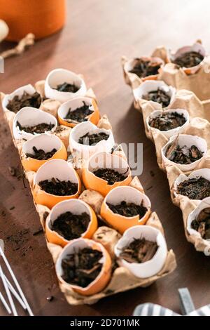 Starten Samen in Eierschalen für Frühjahr einpflanzen. Stockfoto