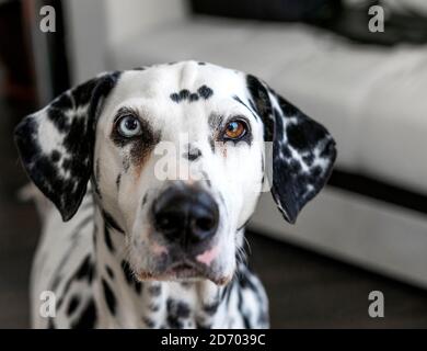Dalmatinischer Hund. Dalmatiner mit Heterochromie der Augen. Porträt eines reinrassigen Hundes zu Hause. Ein Hund mit einer melierten Farbe. Leerzeichen für Text. Stockfoto