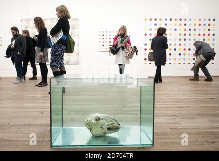 Stimulanzien (and the Way they Affect the Human Body) von Damien Hirst, bestehend aus Schafsköpfen, die in Formaldehyd aufbewahrt werden, sind in einer Retrospektive seiner Arbeiten in der Tate Modern Gallery in London zu sehen. Stockfoto