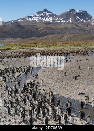 Königspinguin (Aptenodytes patagonicus) auf der Insel Südgeorgien, der Rookerie in Fortuna Bay. Antarktis, Subantarctica, Südgeorgien Stockfoto
