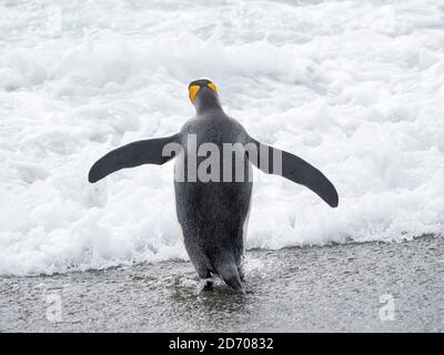 Königspinguin (Aptenodytes patagonicus) auf der Insel Südgeorgien, die Neuerlande auf der Salisbury-Ebene in der Bucht der Inseln. Erwachsene, die das Meer betreten. Ein Stockfoto