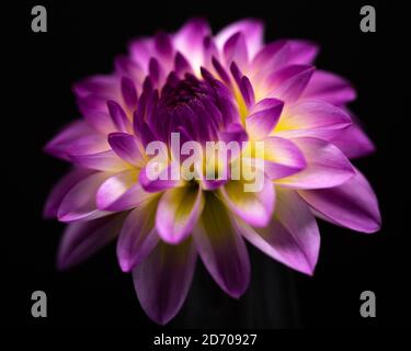 Dahlia Foxy Lady auf schwarzem Hintergrund Stockfoto