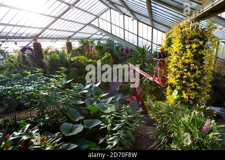 Die Gärtner geben dem „Orchids“, einer Blumenvorzeige im Prince of Wales Conservatory in Kew Gardens, West London, den letzten Schliff. Kew Gardens beherbergt die älteste und umfassendste Orchideensammlung der Welt. Diese Anzeige wird am 9. Februar geöffnet. Stockfoto