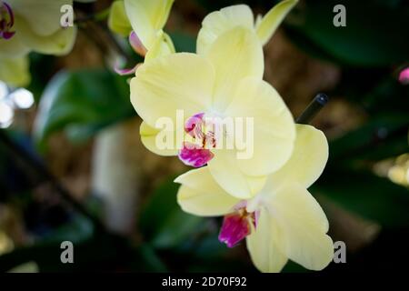 Die Gärtner geben dem „Orchids“, einer Blumenvorzeige im Prince of Wales Conservatory in Kew Gardens, West London, den letzten Schliff. Kew Gardens beherbergt die älteste und umfassendste Orchideensammlung der Welt. Diese Anzeige wird am 9. Februar geöffnet. Stockfoto