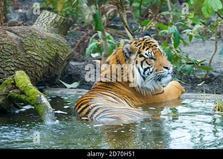 Jae Jae im neuen Tiger Territory, gebaut um die Sumatratiger Jae Jae und Melati im London Zoo zu beherbergen. Stockfoto