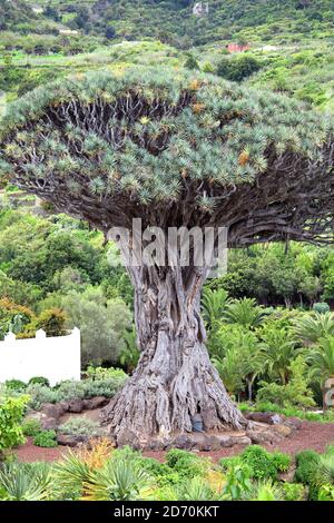 Drago Milenario (dracaena draco), Icod de los Vinos, Tenerife, Kanarische Inseln, Spanien ist eine baumähnliche Pflanze mit rotem saft und soll 1000 Jahre alt sein Stockfoto